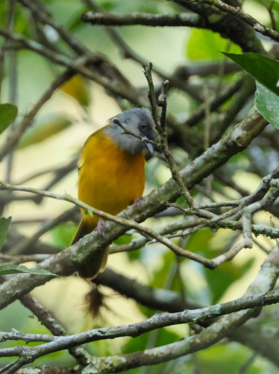 gråhodetanagar - ML647130642