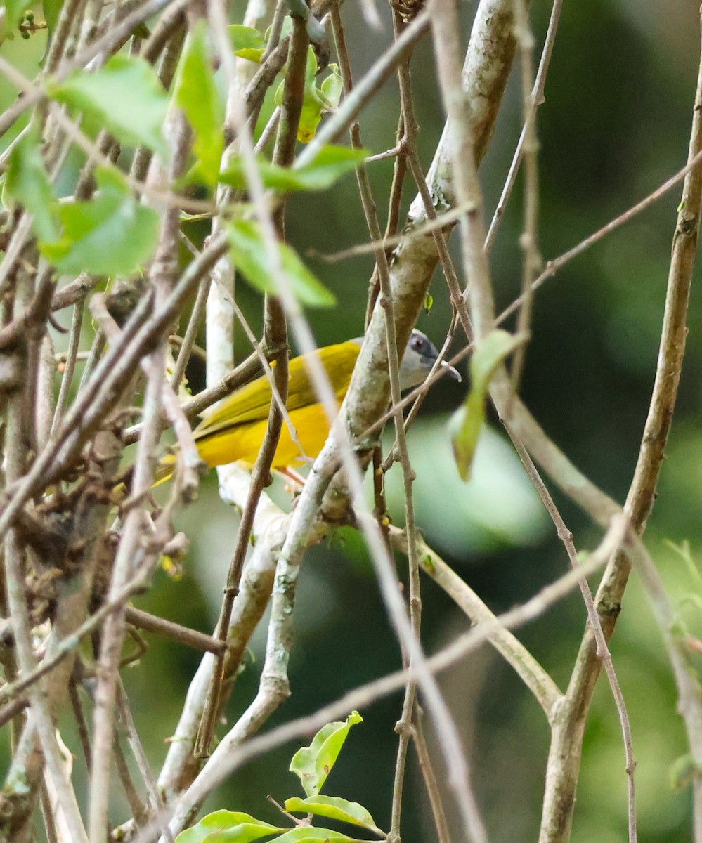 gråhodetanagar - ML647130643