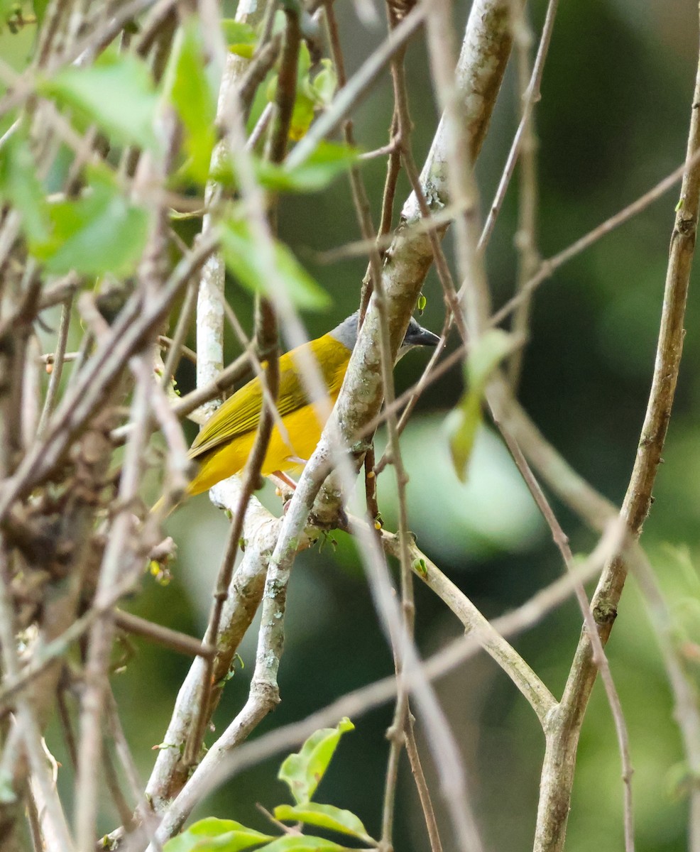 gråhodetanagar - ML647130644