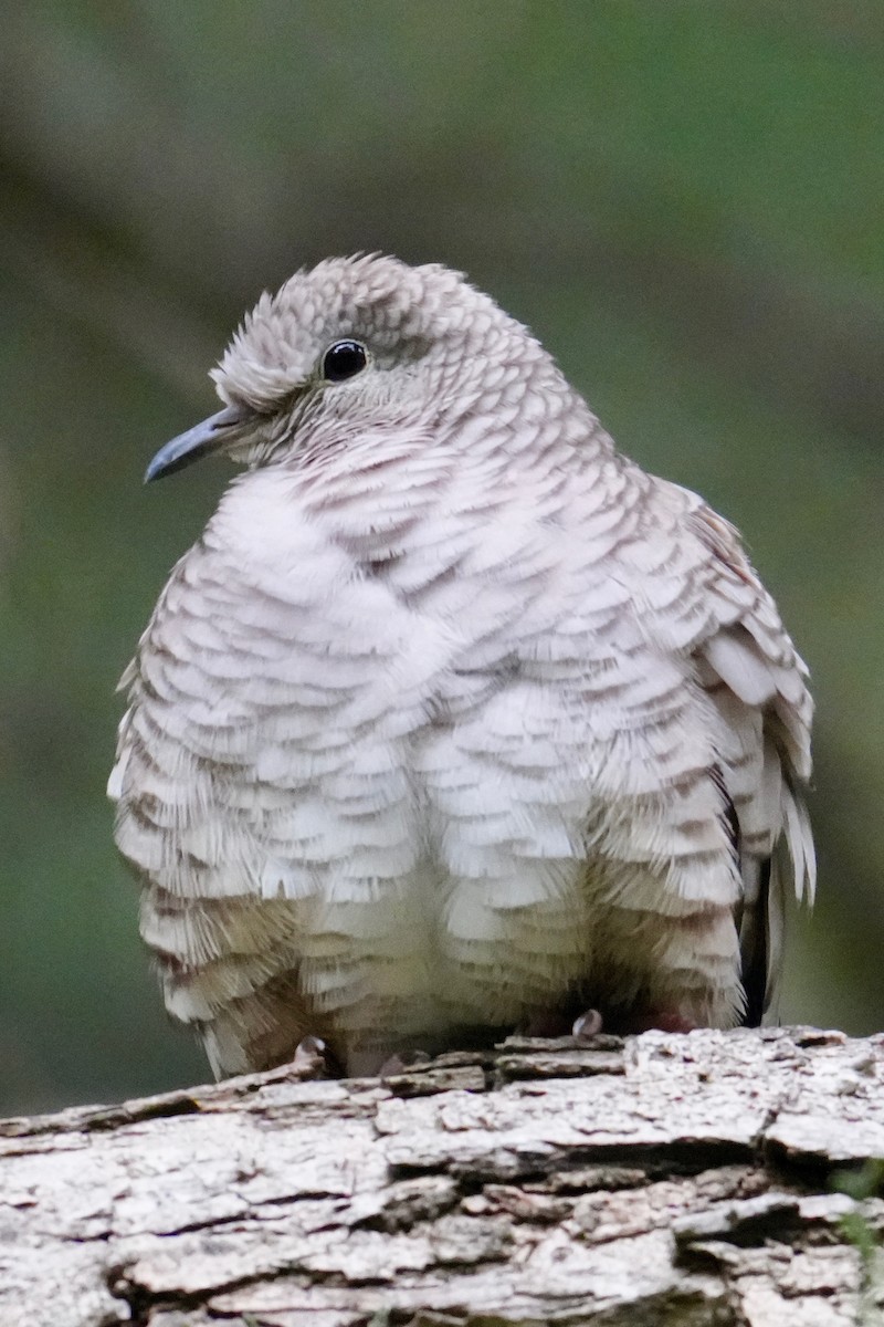 Inca Dove - ML647130645