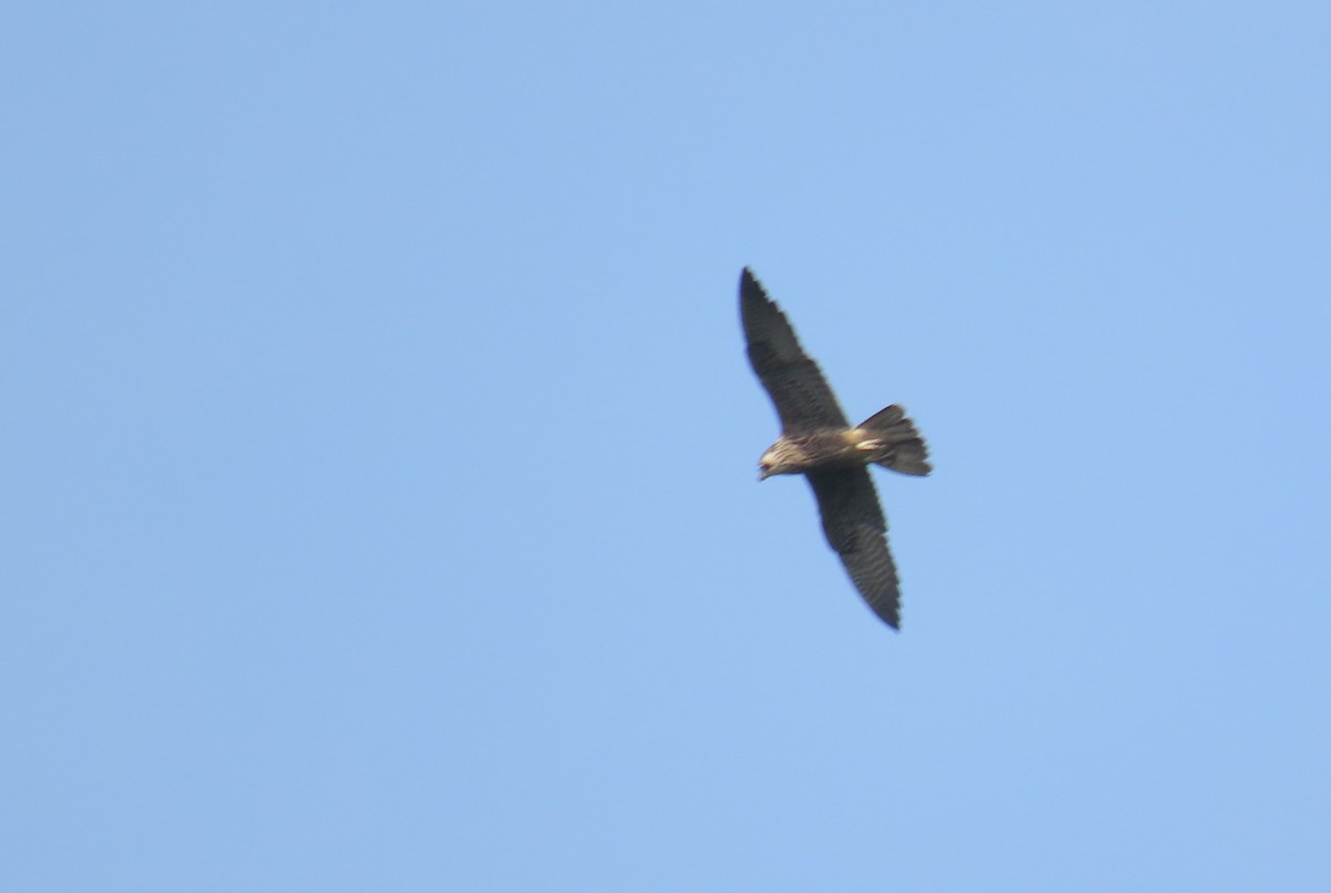 Peregrine Falcon - ML647130651