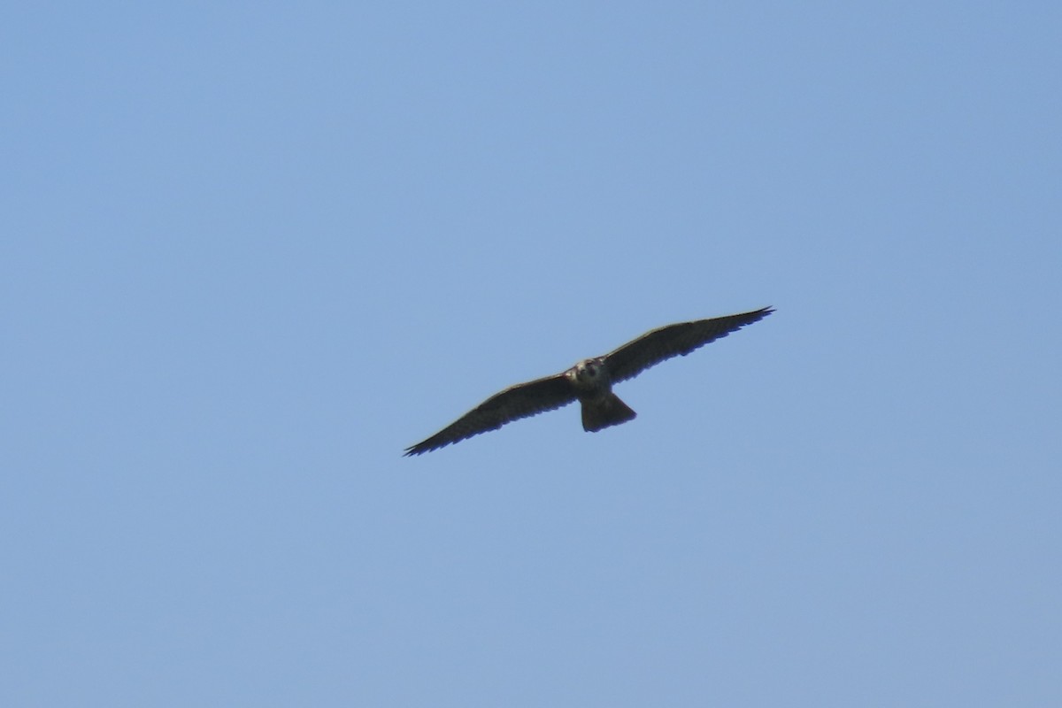 Peregrine Falcon - ML647130652