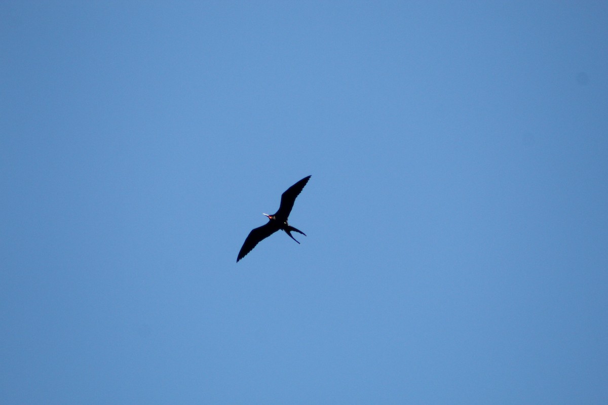 Magnificent Frigatebird - ML647130654