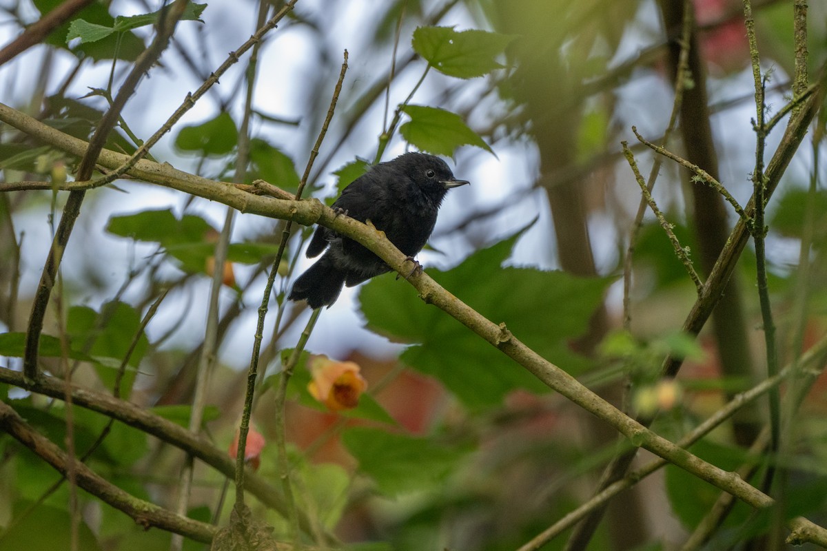 Percefleur à flancs blancs - ML647130659