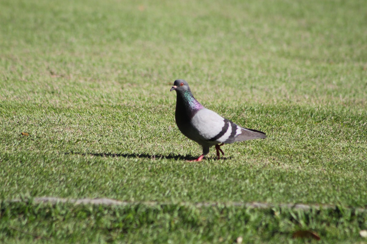 野鴿(野化) - ML647130660