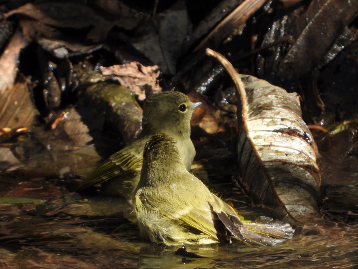 sýkora žlutobrvá - ML647130665