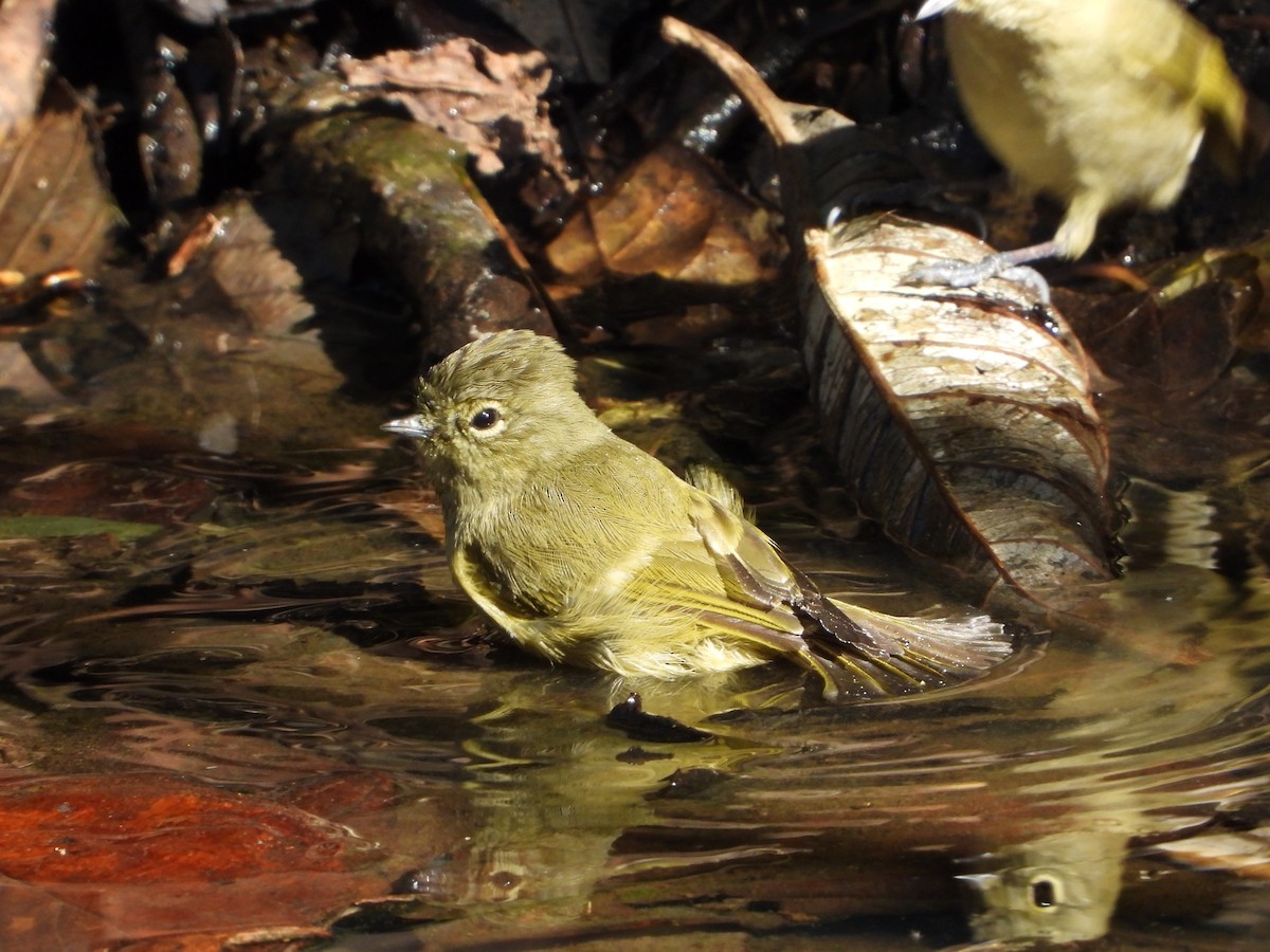 sýkora žlutobrvá - ML647130666