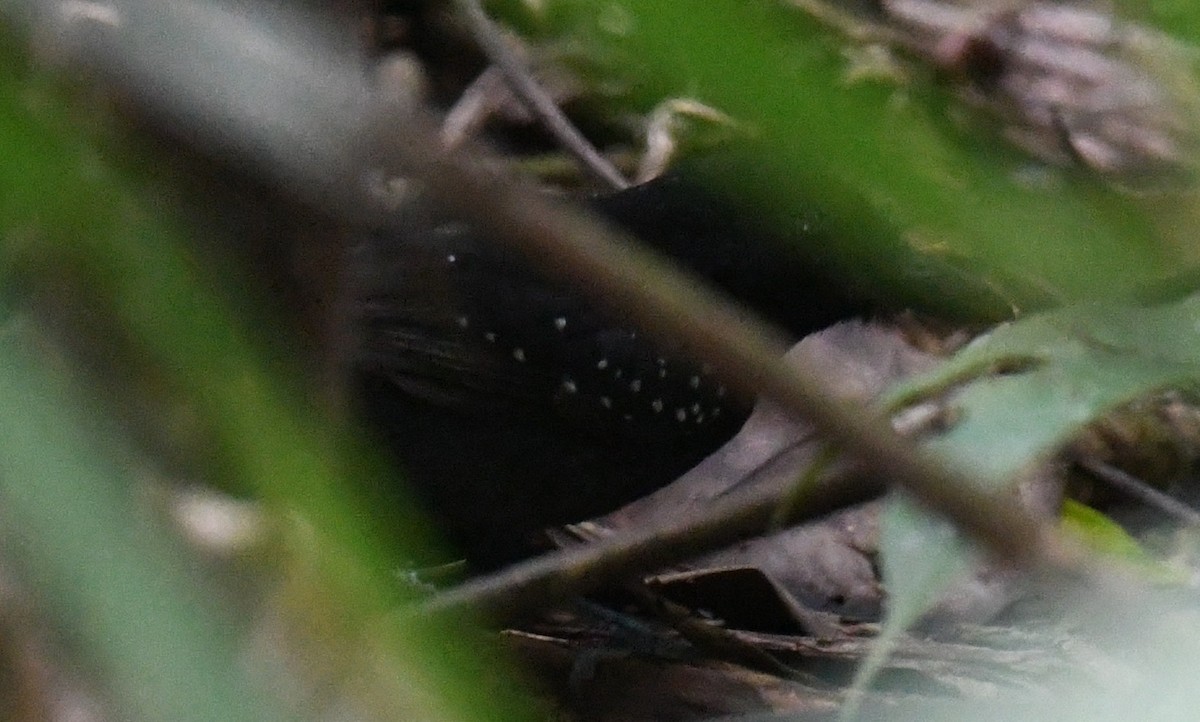 Black-hooded Antshrike - ML647130674