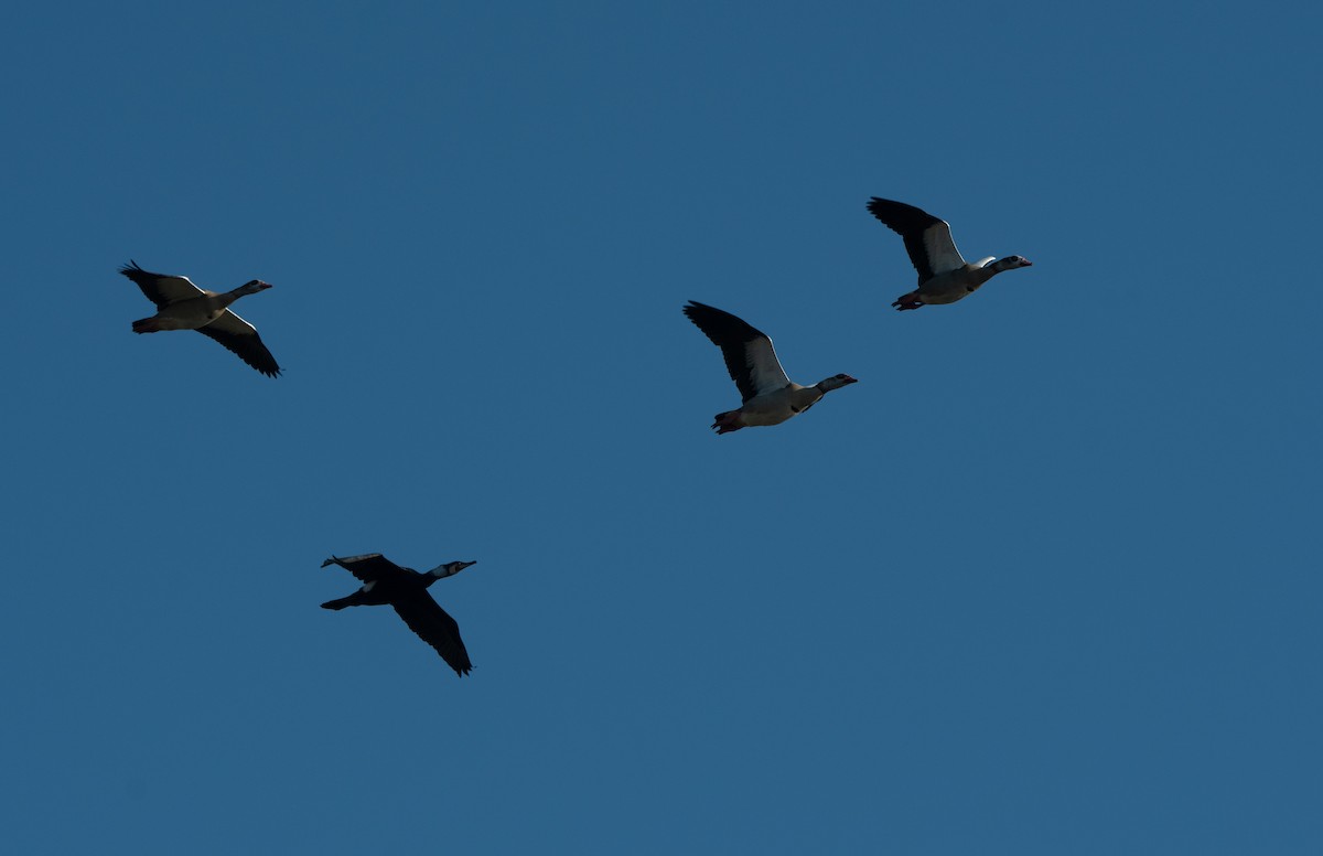 Egyptian Goose - ML647130679