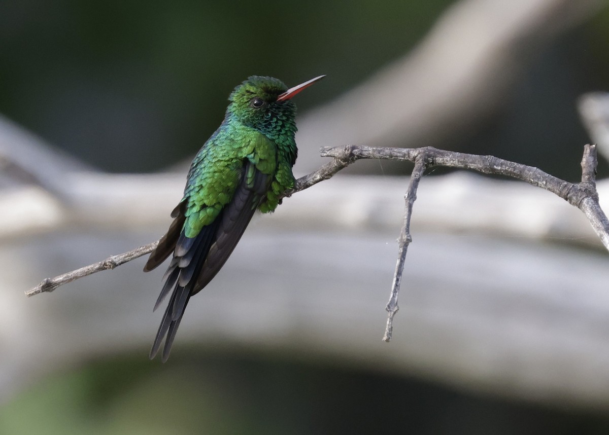 Émeraude de Cozumel - ML647130681