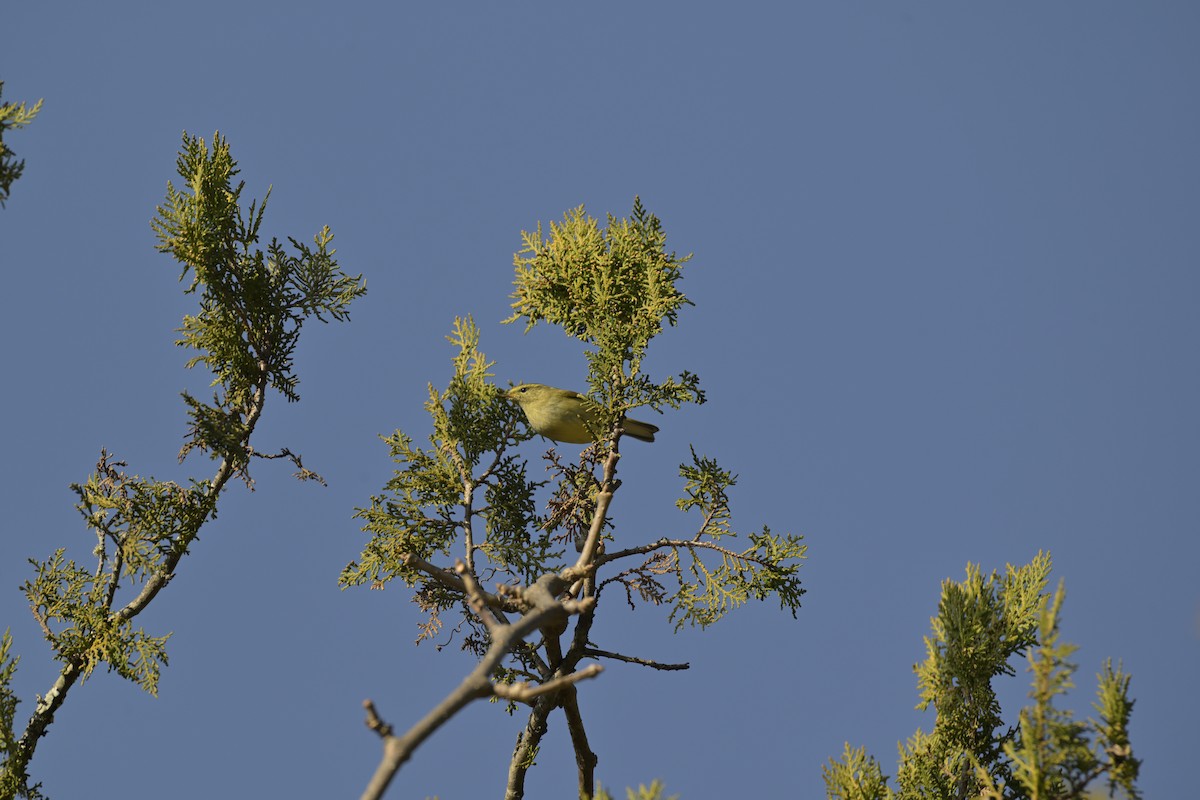 チャバネムシクイ - ML647130682