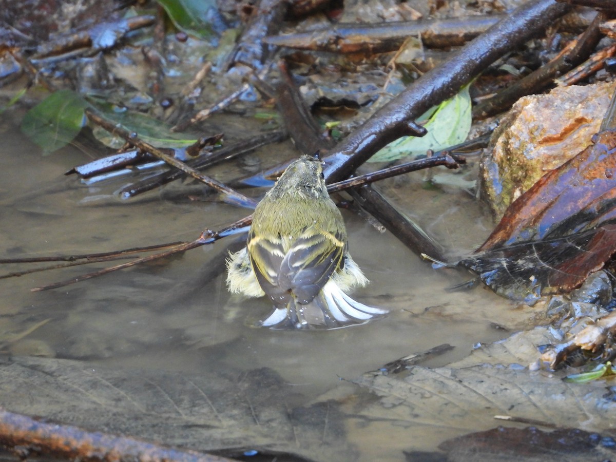 チャバネムシクイ - ML647130685