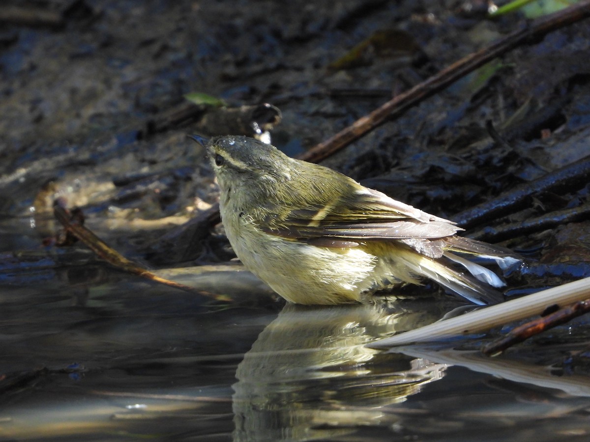 チャバネムシクイ - ML647130686