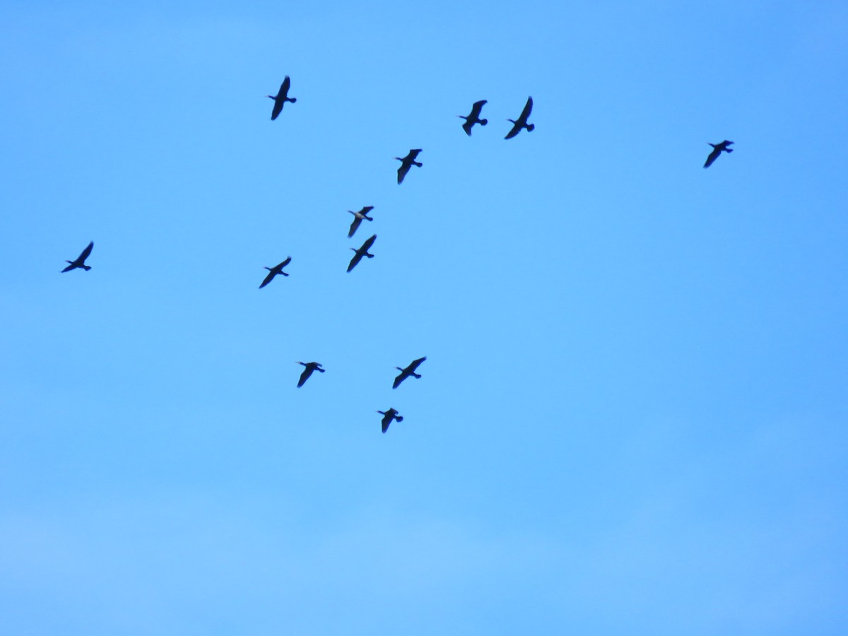 Kormoran - ML647130696