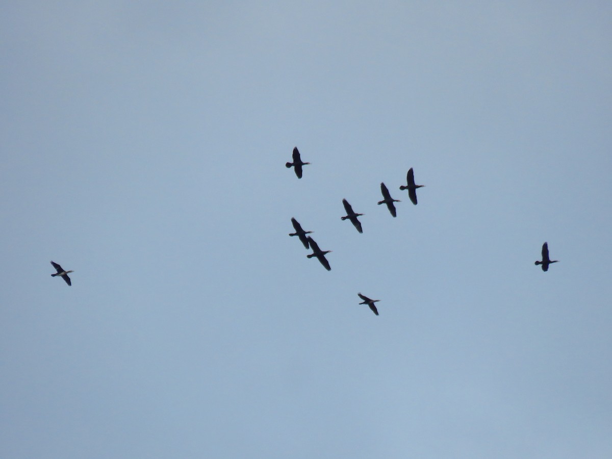 Kormoran - ML647130698