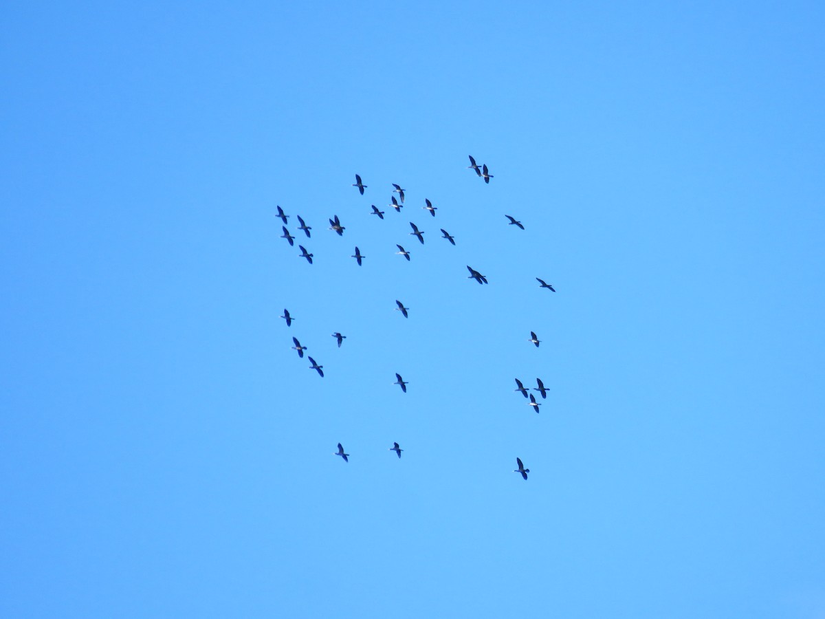 Kormoran - ML647130699