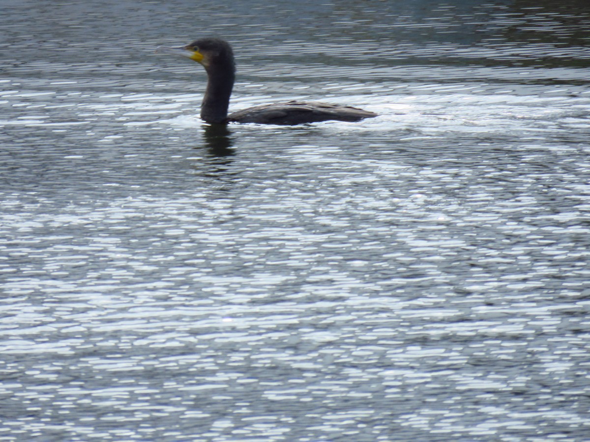 Kormoran - ML647130700