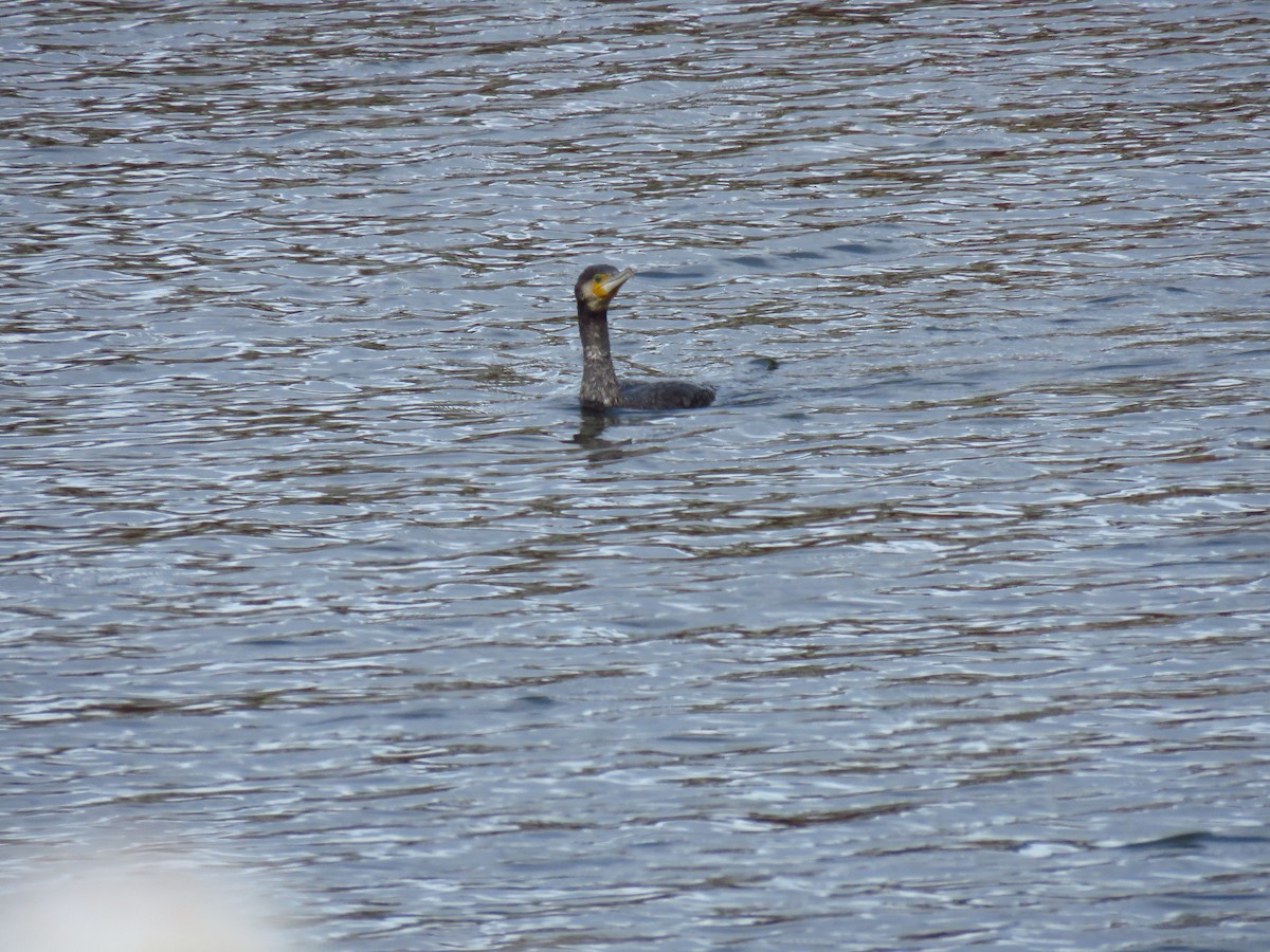 Kormoran - ML647130701