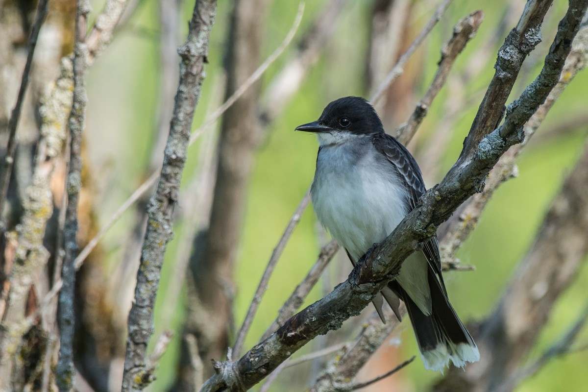Schieferrücken-Königstyrann - ML647130704