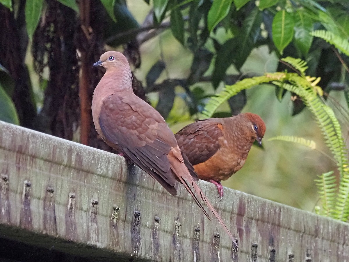 kanelgjøkdue - ML647130705