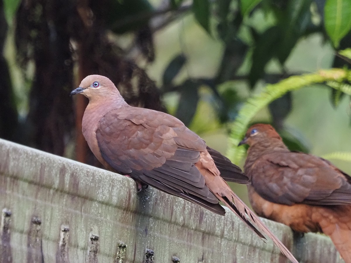 kanelgjøkdue - ML647130706