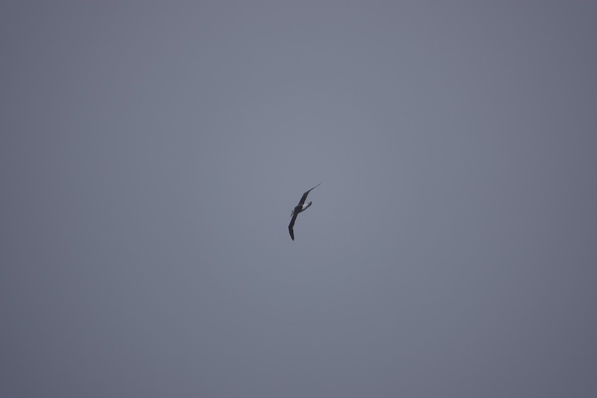 Black-browed Albatross - ML647130718