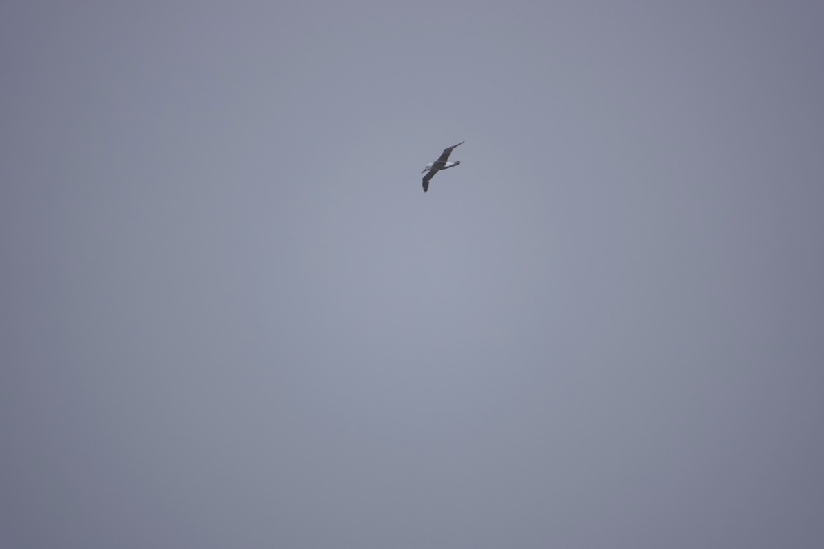 Black-browed Albatross - ML647130720