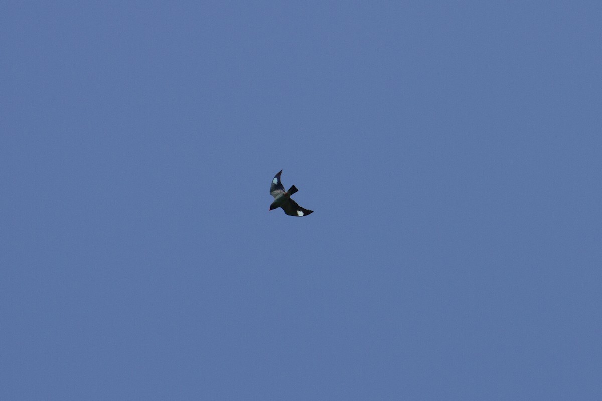 ブッポウソウ - ML647130721