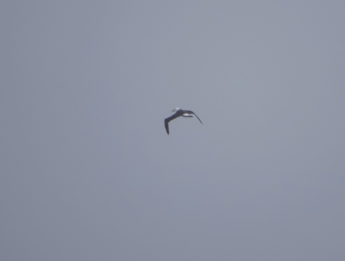 Black-browed Albatross - ML647130722