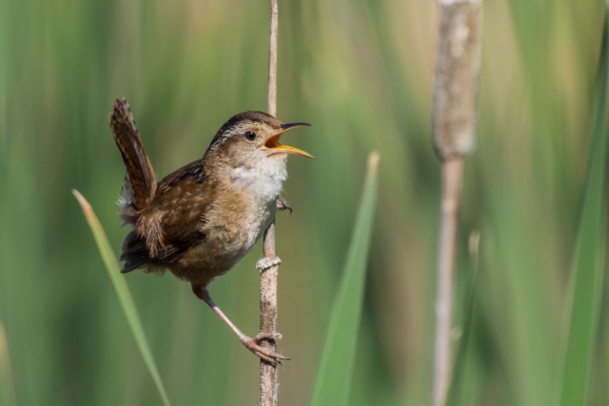 Sumpfzaunkönig - ML647130726