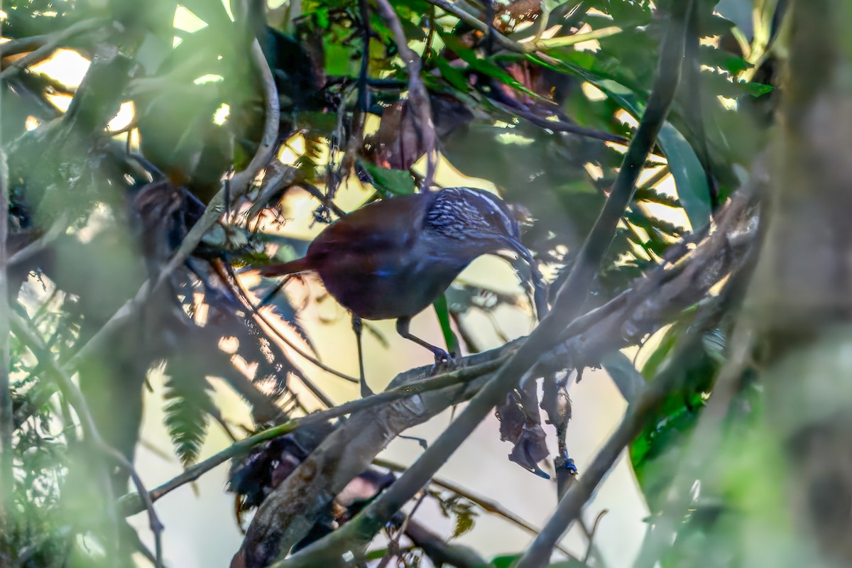 Troglodyte à poitrine grise - ML647130737