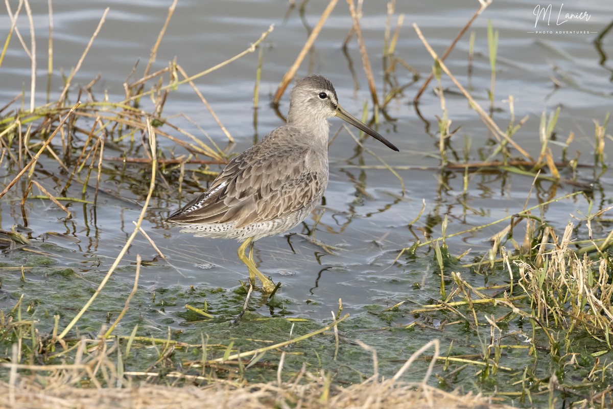Long-billed Dowitcher - ML647130746