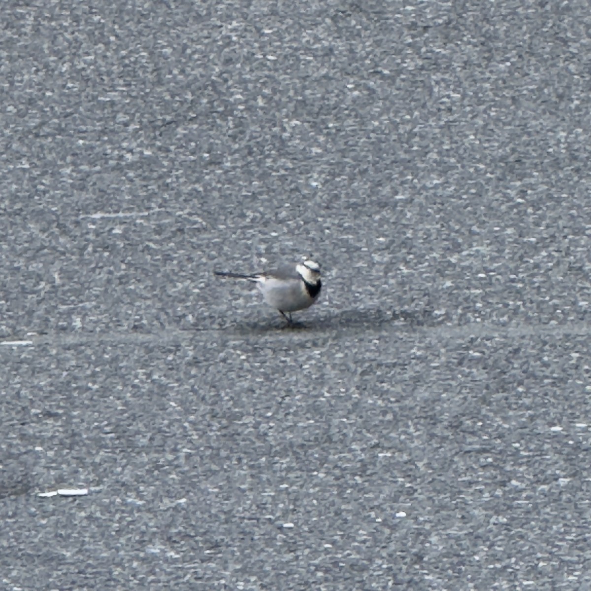 White Wagtail - ML647130748