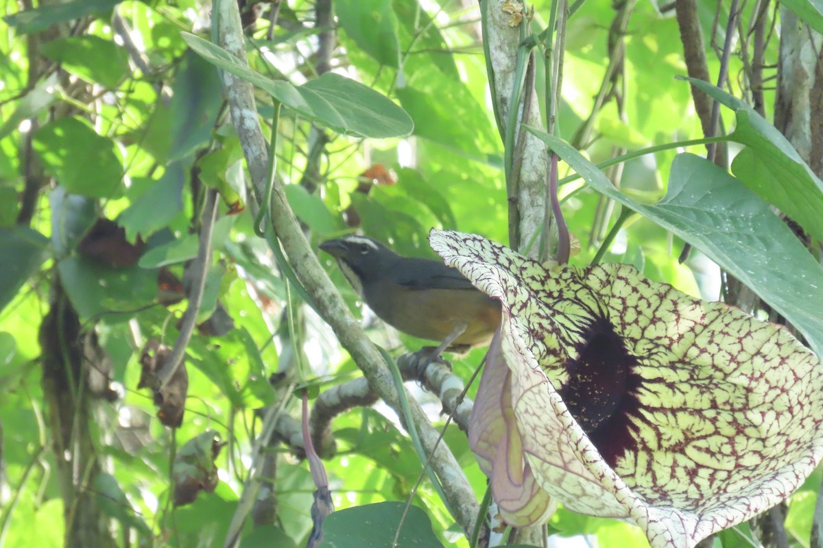 Kuzeyli Kurşuni Saltator - ML647130749