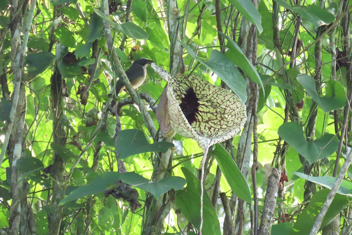 Kuzeyli Kurşuni Saltator - ML647130750