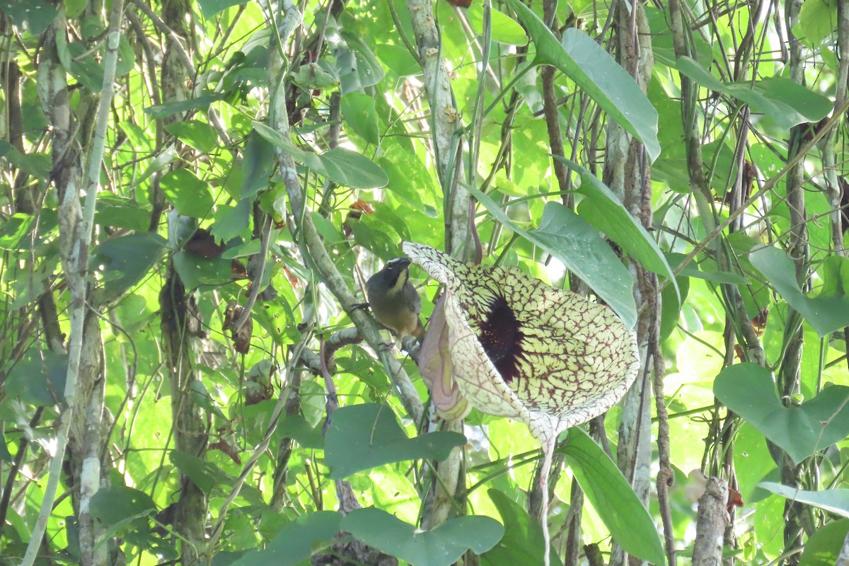 Kuzeyli Kurşuni Saltator - ML647130751