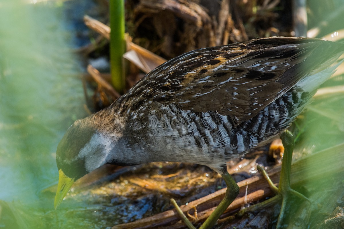 Carolinasumpfhuhn - ML647130752