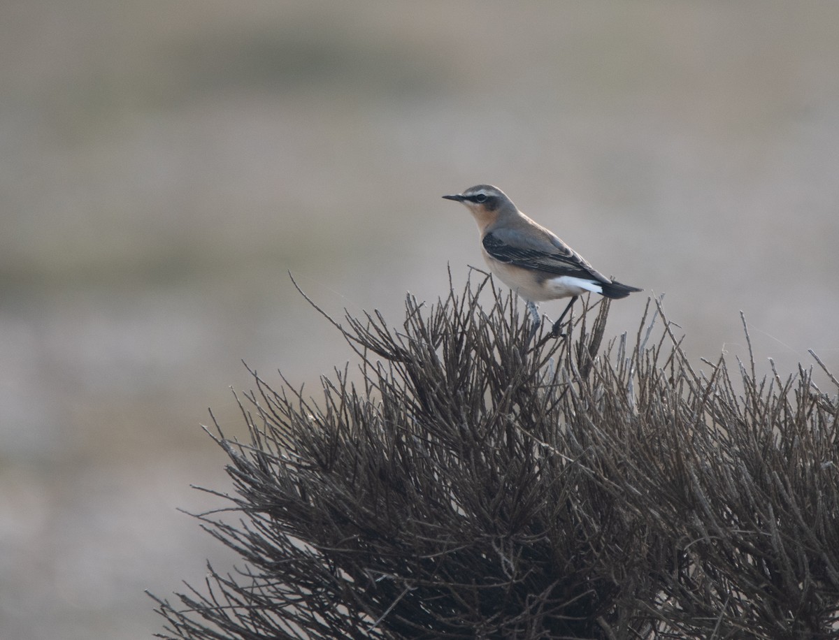 Northern Wheatear - ML647130754