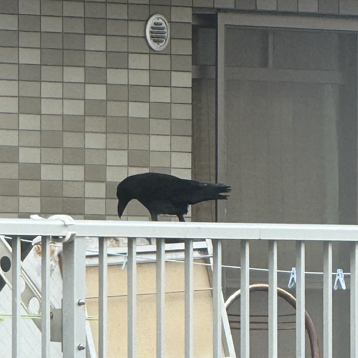 Large-billed Crow - ML647130761