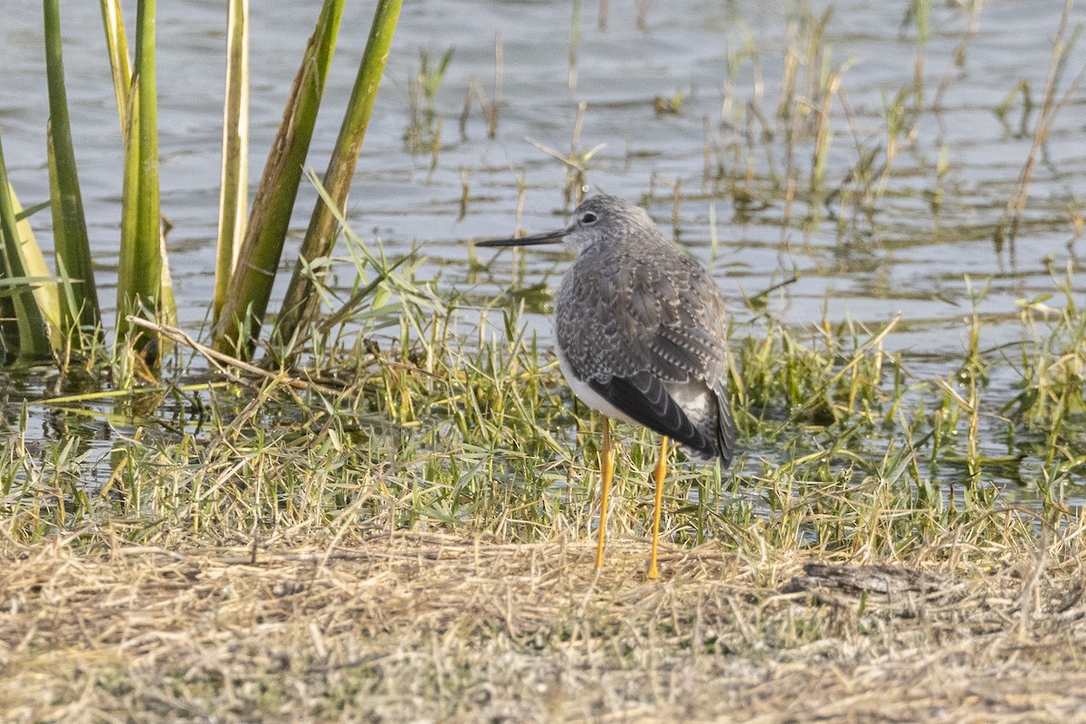 Greater Yellowlegs - ML647130763