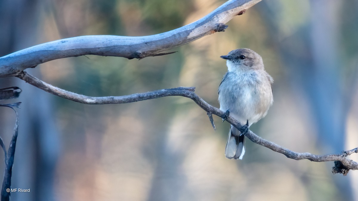 lejsčík šedohnědý - ML647130767
