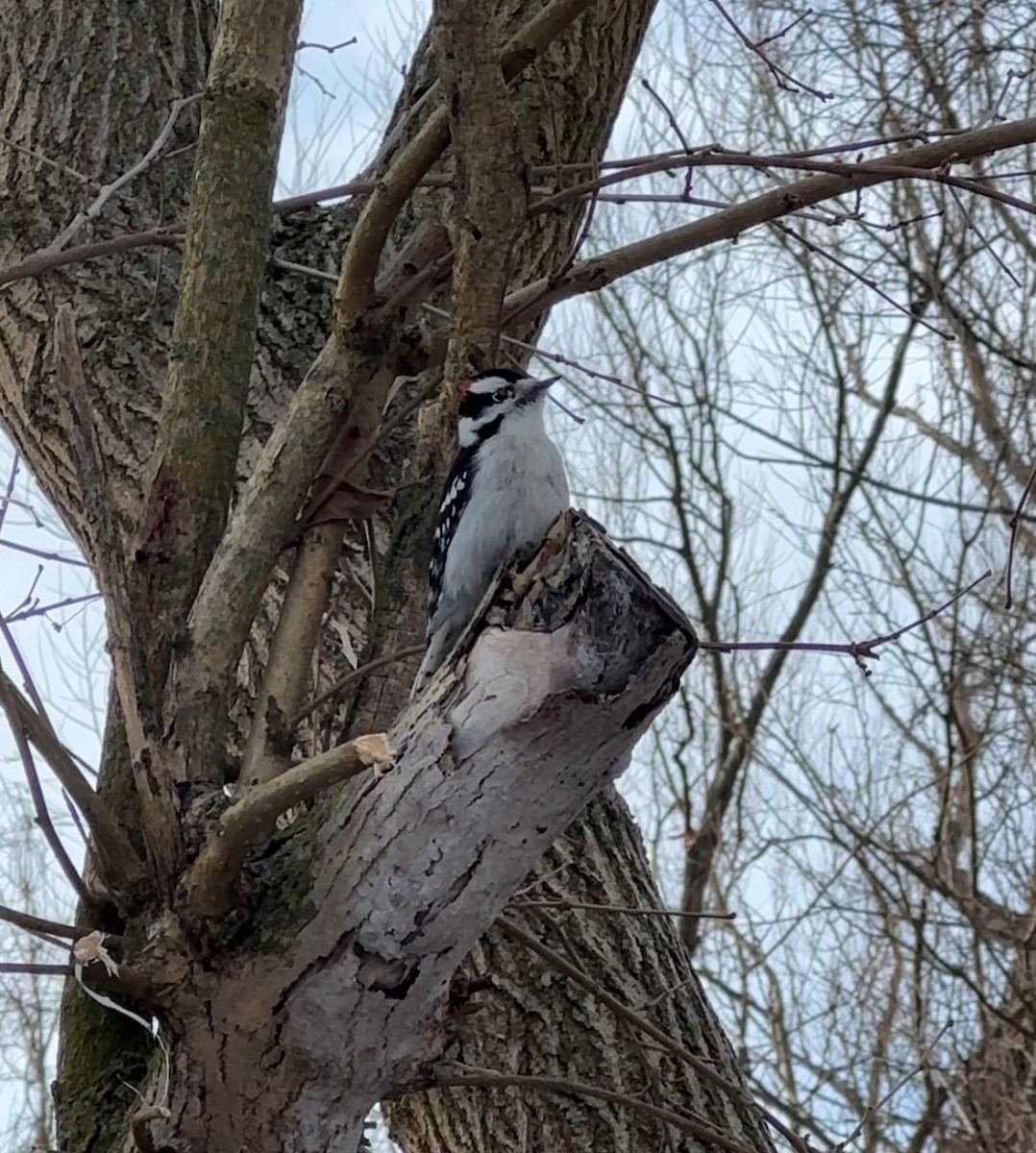 Pico Pubescente - ML647130774