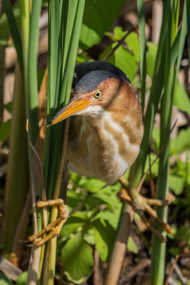 Indianerdommel - ML647130776