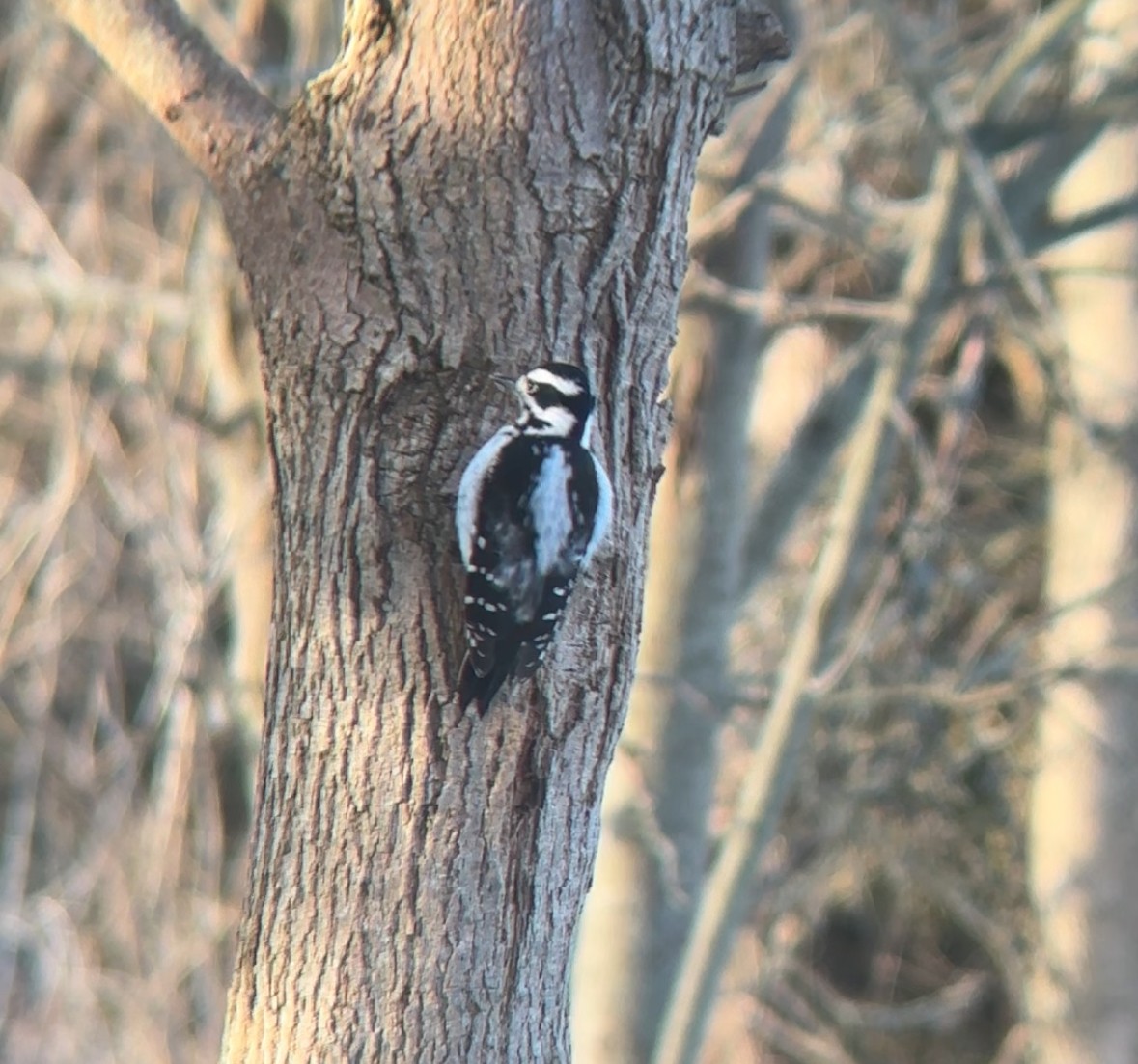 Pico Velloso - ML647130779