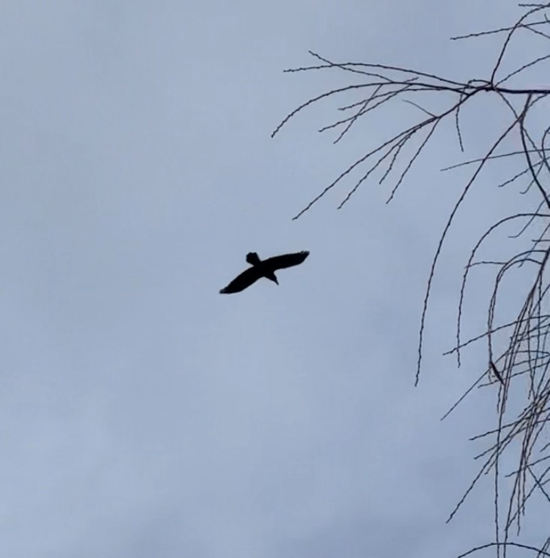 Cuervo Grande - ML647130783