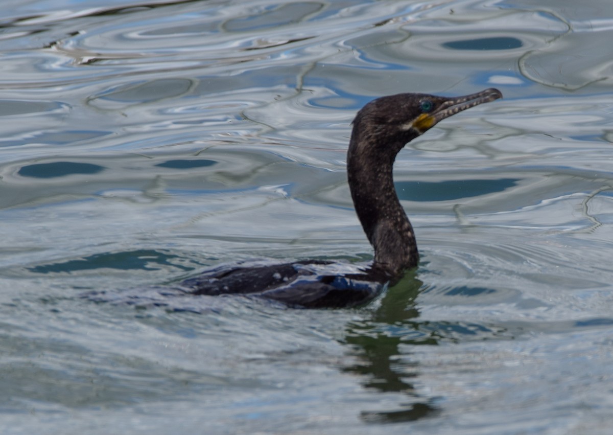 Neotropic Cormorant - ML647130785