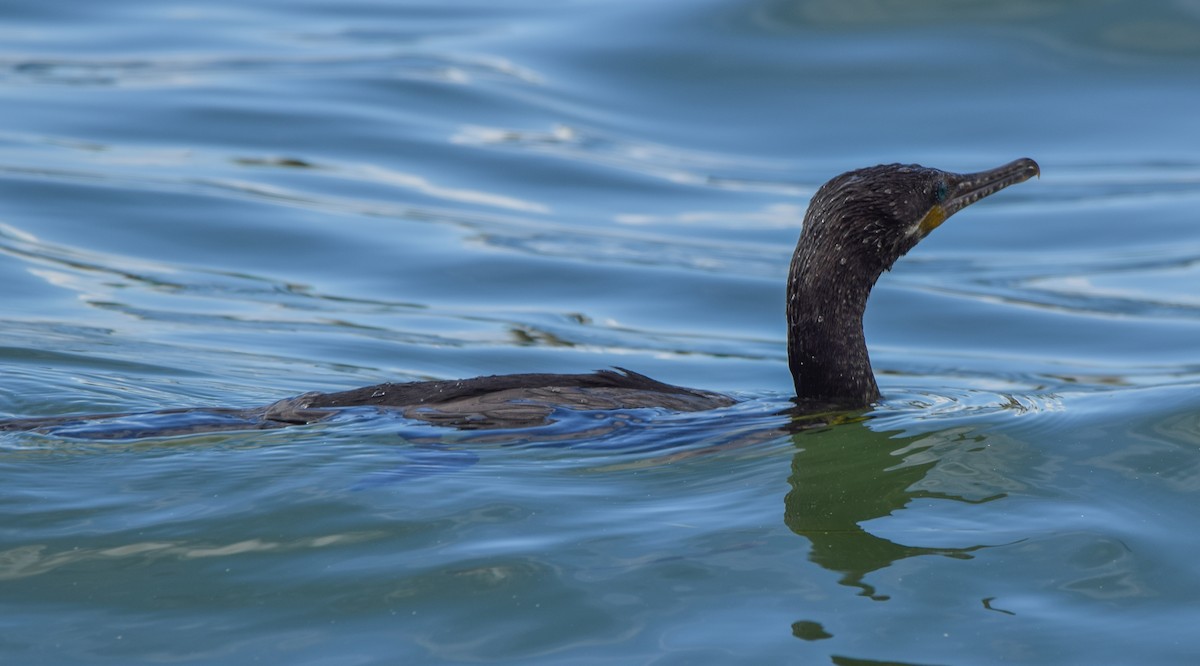Neotropic Cormorant - ML647130786