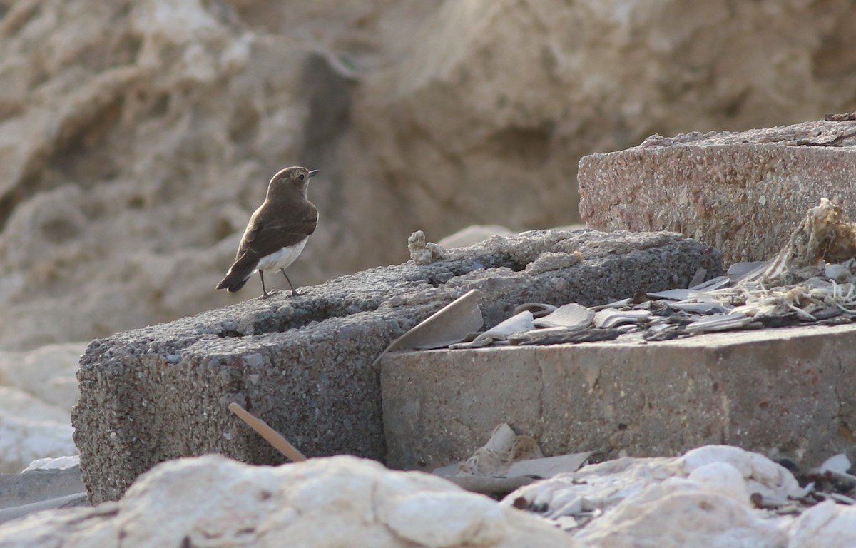 Мяраан чогчиго - ML647130788