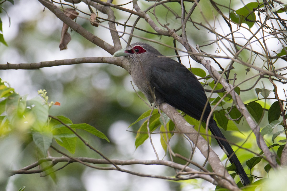 Green-billed Malkoha - ML647130789