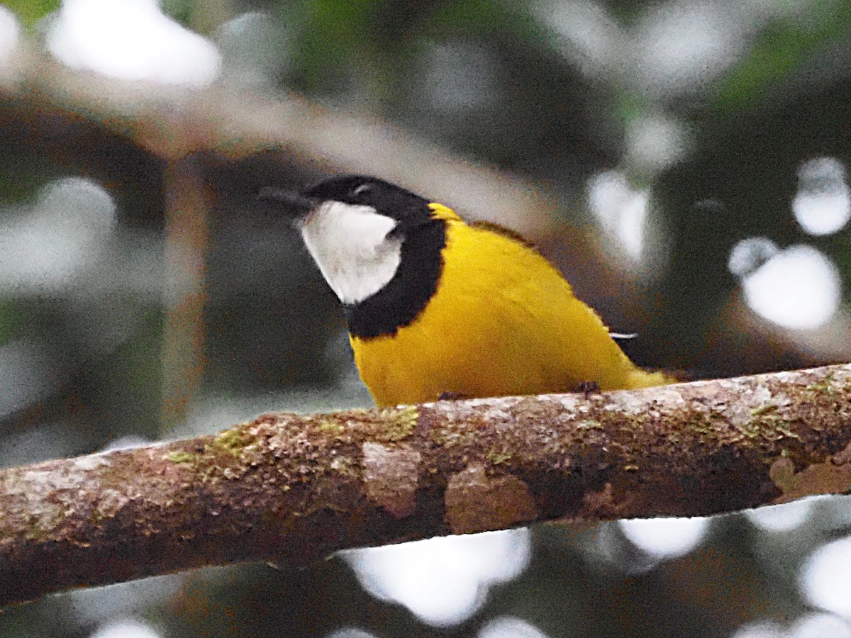 Golden Whistler (Eastern) - ML647130791
